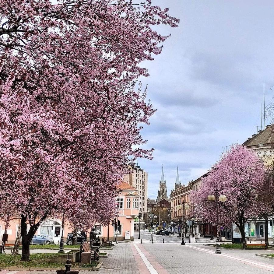 Apartmán Hulk Vrsac Exteriér fotografie